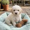Toy Poodles
