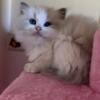 BEAUTIFUL ragdoll kittens for sale