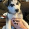 Siberian Husky Puppies looking for their forever home
