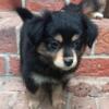 ***ADOPTED*** Mini Aussie x Pomapoo Baby Girl "SPUNKY" Parents 25lbs. Smithfield VA 23430