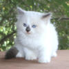 Ragdoll Kitten Kittens For Sale In Florida Blue Lilac White Mitted Bicolor Male Female Purebred Tica Purebred Fam Raised