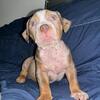Last male of the litter 