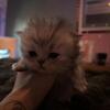 Persian kittens 