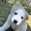 Great Pyrenees Puppies