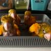 Golden Conure/Queen of Bavaria Conure babies