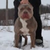 XL Lilac Tri American Bully for STUD