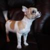 Johann Sebastian ‘Bark’, male Chihuahua puppy