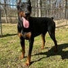 Doberman Pinscher Puppies