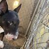 Bullterriers