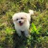 Adorable Maltese Puppies