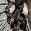 AKC Doberman Pinscher puppy