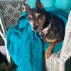 Miniature Pinscher Female