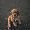 Adorable Female Cocker Spaniel Puppy – Ready Now 🐶🎀
