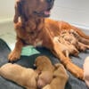 AKC Golden Retriever Puppies - 6 weeks old