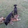 Miniature dachshund and Boston terrier mix puppies