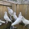 White hummers. 