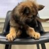 German shepherd male puppy !! 600.00