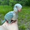 Baby Quakers just weaned