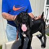 Solid Black German Shorthaired Pointer Pups