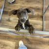 Mountain cur/ Fiest mix puppy