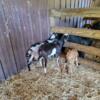 Nubian buck ready for his new home