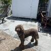 Chocolate standard poodle STUD ( not for sale)