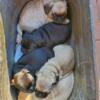 Pug puppies for sale