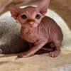 Adorable Sphynx Kitten Available!