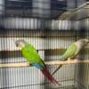 Pair conures message me