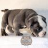 MALE BLUE TRI STUD EXOTIC BULLY