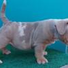 american  bully puppies