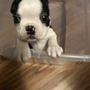 4 Boston terrier puppies, 1 female 3 males [550 for one]