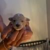 Toy Poodles puppies NC