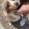 7 Month Old Australian Shepherd for Sale (NEED GONE ASAP)