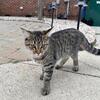 Maine coon mix cat. Free 