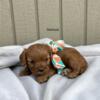 Cavapoo babies that love kids