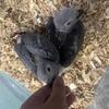 African grey