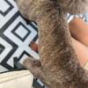 AKC/CKC Standard Poodle Brown Brindle Stud Service