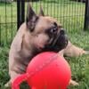 French bulldog puppies 10 weeks old, 3girls, available end of June