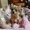 Pomeranian pure bred puppies available