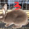 Mini Rex Bucks for sale