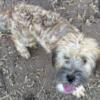 Akc wheaten terrier puppy