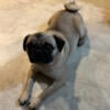 Pug Puppies Looking For Their Forever Home