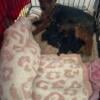 Yorkies puppies for sale