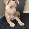 Pitbull puppy