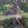 Lilath Female American Bully