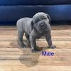 *Updated* Full Blooded Cane Corso Puppies $1,000