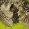 Gorgeous Rosetta Snow Bengal kittens TICA registered non shedding hypoallergenic