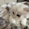 British Longhair kittens 💕💕💕