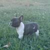 Akc French Bulldog female